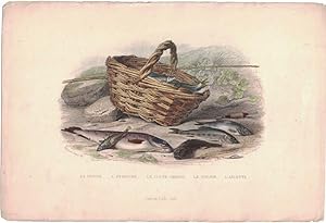 La Truite. L'Epinoche. Le Cotte Chabot. Le Goujon. L'Ablette [hand-colored lithograph]