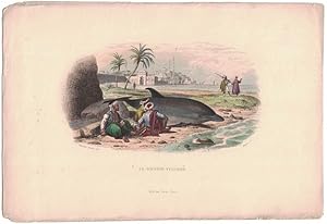 Le Dauphin Vulgaire [hand-colored lithograph]