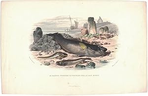 Seller image for Le Blennie Ovovipare. La Trachine Vive. Le Gade Morue [hand-colored lithograph] for sale by Cleveland Book Company, ABAA