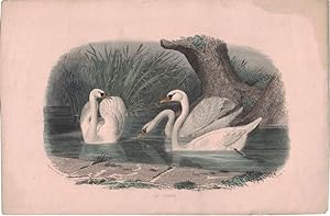 Le Cygne [hand-colored lithograph]