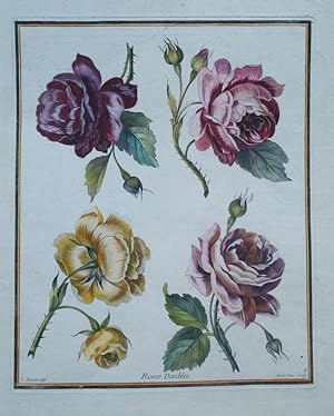 Rosen. Roses Doubles. Original Kupferstich um 1810.