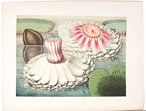 Image du vendeur pour Victoria Regia; or the Great Water Lily of America. With a brief account of its discovery and introduction into cultivation: with illustrations by William Sharp, from specimens grown at Salem, Massachusetts, U.S.A. mis en vente par Donald A. Heald Rare Books (ABAA)