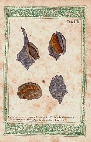 Vier Darstellungen auf einem Blatt. 1. Murex brandaris 2. Cassis decussata 3. Haliotis canalicula...