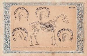 Imagen del vendedor de 1. Skelett eines Pferdes 2a.-2d. Zahnwechsel deselben. Lithographie, in blaue Bordre montiert. Die weien Rnder etwas fleckig. a la venta por Antiquariat Heinz Tessin