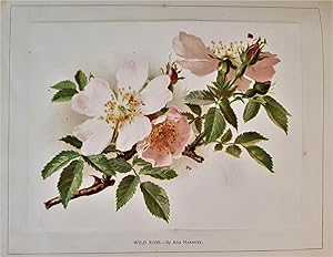 Vere Foster's Simple Lessons in Water-Color. Flowers.
