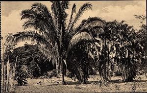 Image du vendeur pour Ansichtskarte / Postkarte Kisantu DR Kongo Zaire, Jardin d'essais, Variete de palmiers, Palmboomen mis en vente par akpool GmbH