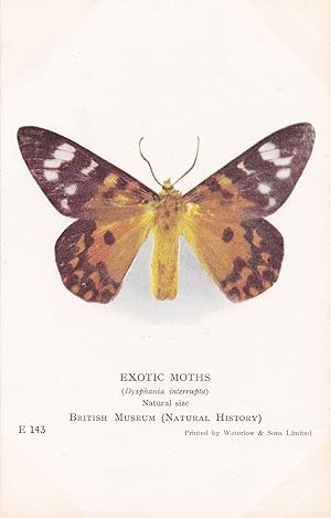 Parides Vercingetorix Exotic Swallowtail Old Butterfly Butterflies Postcard