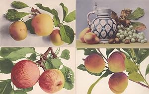 Apple Peach 4x Rare Fruit 1906 Education Committee Antique Postcard s