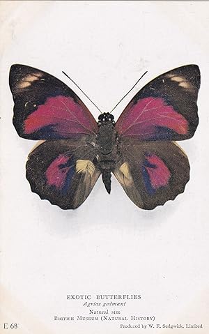 Agrias Godmani Nymphalidae Brazillian Exotic Butterfly Butterflies Postcard