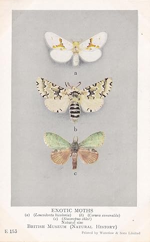 Leucodonta Bicoloria Japanese Moth Stauropus Notodontidae Moths Postcard