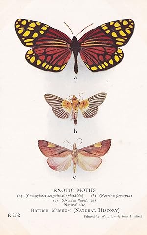 Nevrina Procopia Indian Orybina Flaviplaga Chinese Exotic Moths Postcard