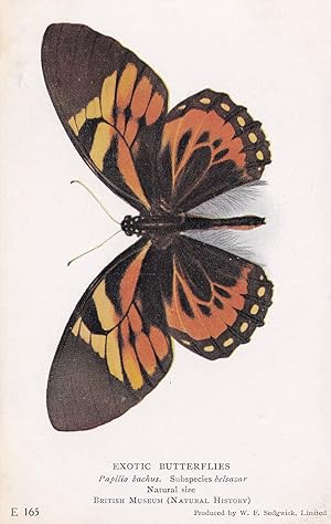 Parides Chabrias Paprilio Bachus Exotic Butterfly Butterflies Postcard