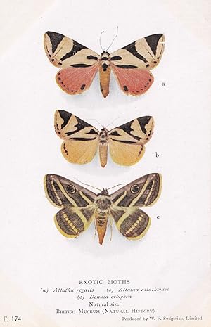 Attatha Regalis Sri Lankan Noctuidae Attathoides Exotic Moth Moths Postcard