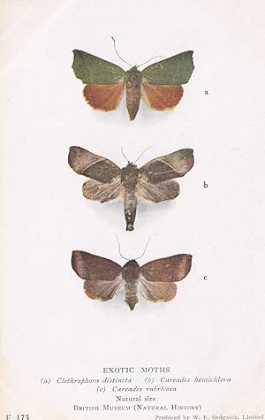 Clethrophora Distincta Korean Japanese Antique Exotic Moths Postcard
