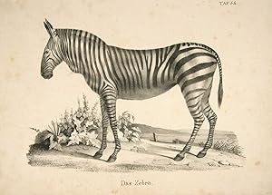 Bild des Verkufers fr Das Zebra (le Zbre). zum Verkauf von Harteveld Rare Books Ltd.