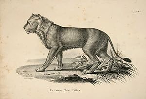 Bild des Verkufers fr Der Lwe ohne Mhne (le Lion sans crinire). zum Verkauf von Harteveld Rare Books Ltd.