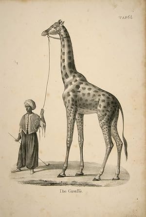 Bild des Verkufers fr Die Giraffe (le Giraffe avec son gardien Arabe). zum Verkauf von Harteveld Rare Books Ltd.