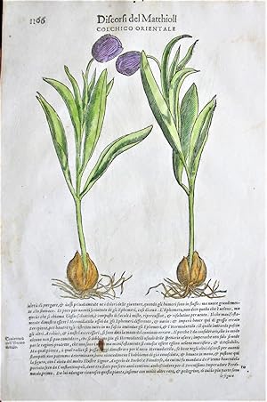 Antique Woodcut Engravings: Botany- Colchico Orientale and Colchico Senza Fiori