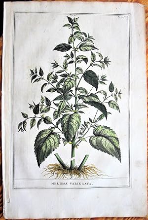 Imagen del vendedor de Antique Copperplate Engraving. Botanical- Melissa Variegate a la venta por Ken Jackson