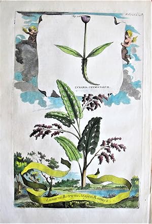 Antique Copperplate Engraving. Botanical- Lunaria Botrytis Major Ramosa