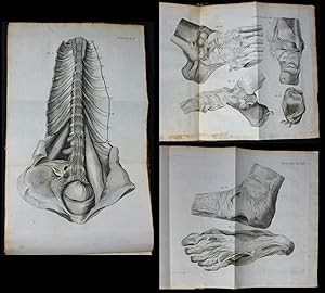 Syndesmologia sive historia ligamentorum corporis humani. Quam secundum observationes anatomicas ...