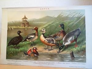 Bild des Verkufers fr ENTEN. Orig.- Lithoragraphie. zum Verkauf von Antiquariat im Schloss