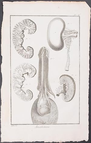 Penis Dissection