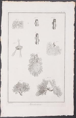 Nerves of the Human Body