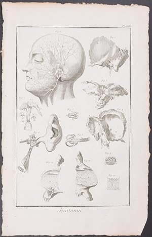 Dissection of Ear
