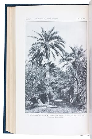 The date palm and its culture. . (Reprint from Yearbook of Department of Agriculture 1900).[Washi...