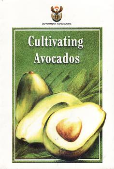 Cultivating Avocados