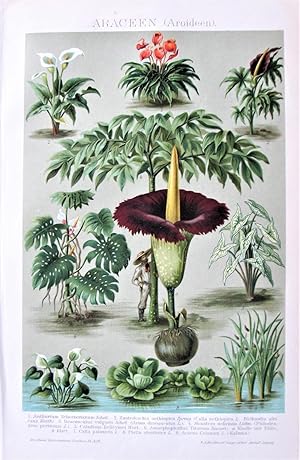 Bild des Verkufers fr Antique Botanical Print: Chromolithograph Araceen (Aroideen) zum Verkauf von Ken Jackson