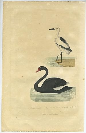 Cygne noir de la Nouvelle hollande (Black Swan) & Drome Ardeole (Crab Plover). Hand colored engra...