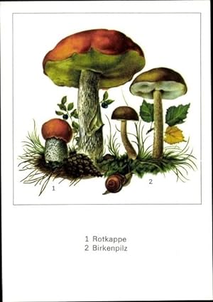 Künstler Ansichtskarte / Postkarte Schmidt, G., Rotkappe, Birkenpilz