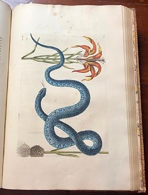 Imagen del vendedor de The Natural History of Carolina, Florida, and the Bahama Islands: Containing the Figures of Birds, Beasts, Fishes, Serpents, Insects, and Plants; Particularly the Forest-Trees, Shrubs, and other Plants, not hitherto Described. a la venta por Arader Galleries - AraderNYC