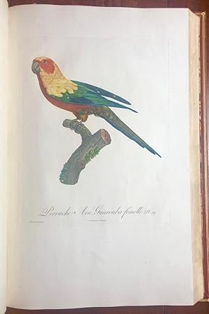 Image du vendeur pour Histoire naturelle des perroquets. Paris: Levrault frres (later Levrault, Schoell & Co.), 1801-1805 mis en vente par Arader Galleries - AraderNYC