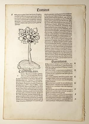 Image du vendeur pour Hortus sanitatis. (GW 13549, HC 8942). Tractatus de Herbis: Cap. CCCIV bis CCCV. mis en vente par Versandantiquariat Christine Laist