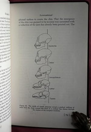 Immagine del venditore per The Adaptive Chin. venduto da Patrick Pollak Rare Books ABA ILAB