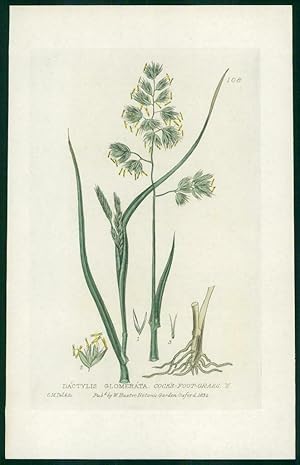 Seller image for 1837 Antique Botanical Print - DACTYLIS GLOMERATA Cocks Foot Grass (108) for sale by Antique Paper Company