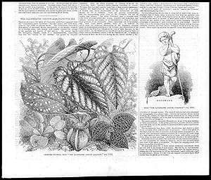 Seller image for 1855 Antique Print - Illustrated London Almanack December Flowers (102) for sale by Antique Paper Company