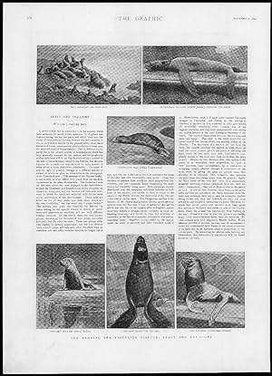 Seller image for 1893 Antique Print ANIMALS Behring Fisheries Seals Sea Lions Fortune Nott (177) for sale by Antique Paper Company