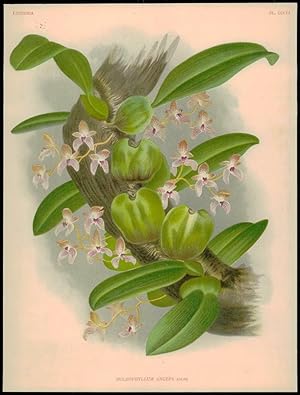 Seller image for c1880 Botanical Antique Litho Print ORCHID "BULBOPHYLLUM ANCEPS" by LINDEN (19) for sale by Antique Paper Company