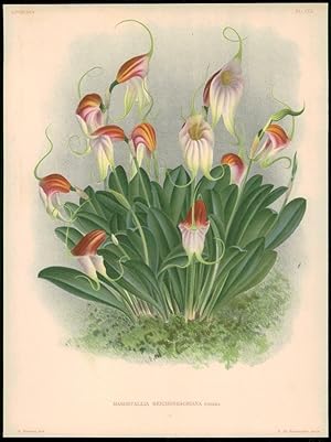Seller image for 1880 Botanical Antique Print ORCHID "MASDEVALLIA REICHENBACHIANA" by LINDEN (17) for sale by Antique Paper Company
