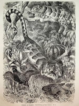CLOUDED LEOPARD / PANTHERE NEBULEUSE / NEBELPARDER, original Print ca. 1870