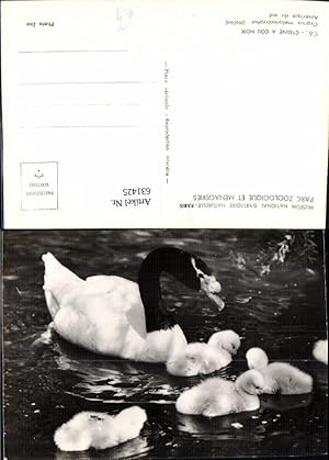 Seller image for 631425,Paris Parc Zoologique et Menageries Cygne a Cou noir Schwan Schwne Tiere for sale by Versandhandel Lehenbauer