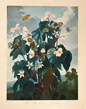 Imagen del vendedor de The Oblique-Leaved Begonia a la venta por Donald A. Heald Rare Books (ABAA)
