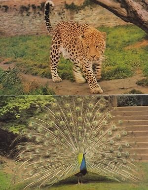 Leopard & Peacock at St Thomas Cricket Wildlife Park 2x Postcard
