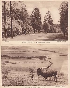 Bison Dukes Avenue Whipsnade Park 2x Old Postcard s