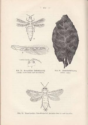 Seller image for Krankheiten und Beschdigungen des Tabaks. for sale by Fachbuchhandlung H. Sauermann