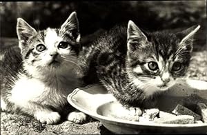 Ansichtskarte / Postkarte Zwei kleine Katzen am Futternapf